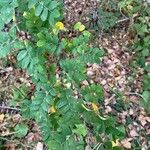 Caragana arborescens Leaf