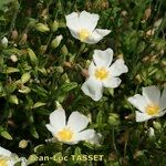 Cistus x sahucii Blodyn