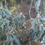 Quercus falcata Other