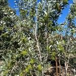 Acacia cowleana অভ্যাস