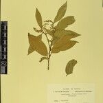 Gaultheria fragrantissima Övriga