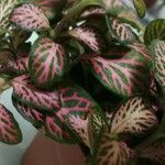 Fittonia albivenisBlad