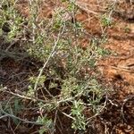 Indigofera spinosa Blad