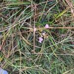 Asperula cynanchicaFlower