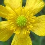 Ranunculus flammula Fula