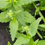 Nemesia strumosa Blatt