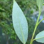 Salix × fragilis Blad