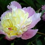 Paeonia lactiflora Blüte