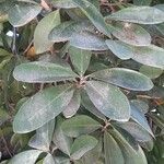 Corynocarpus laevigatus Folha