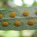 Pleopeltis macrocarpa Leaf