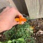 Eschscholzia californicaFlors