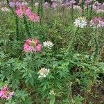 Cleome spinosa Fleur