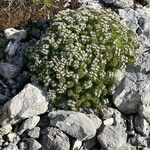 Drypis spinosa Fula