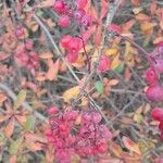 Berberis aggregata Fruit