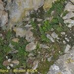 Asplenium hispanicum Corteza