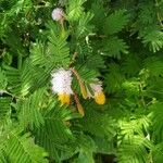 Dichrostachys cinereaFlower