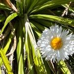 Celmisia coriacea Blüte