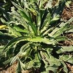Echium asperrimum Hoja