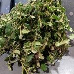 Chorilaena quercifolia Hoja