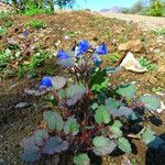 Phacelia campanularia Hábito