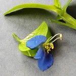 Commelina communis Floare