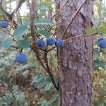 Vaccinium uliginosum Fruit