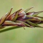 Carex ferruginea ഫലം