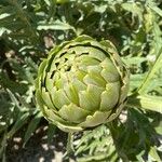 Cynara scolymus Froito