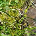 Carex oederi Fruit