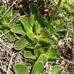 Veronica bellidioides Blad