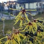 Hamamelis mollis Λουλούδι