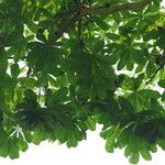 Cussonia brieyi Folha