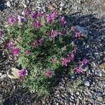 Hedysarum alpinum Fleur