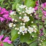 Photinia villosa Λουλούδι