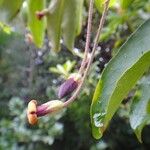 Pittosporum hematomallum Flower