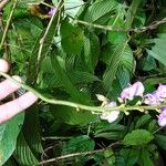 Dioclea malacocarpa Máis