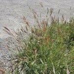 Bothriochloa ischaemum Habit