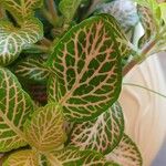 Fittonia albivenis Leaf