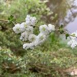 Spiraea prunifolia Blomma