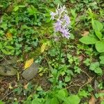 Dactylorhiza fuchsii Kvet