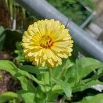 Calendula stellata Virág