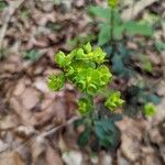 Euphorbia amygdaloidesHostoa