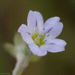 Pholistoma membranaceum Květ