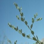 Simmondsia chinensis Φλοιός