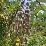 Sophora tomentosa Hoja
