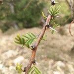 Vachellia hockii Лист