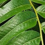 Drynaria drynarioides Leaf