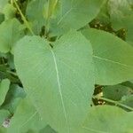 Lactuca macrophylla Feuille