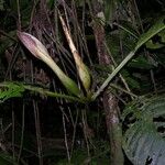 Philodendron inaequilaterum Συνήθη χαρακτηριστικά