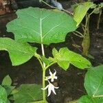 Solanum capsicoides Yaprak